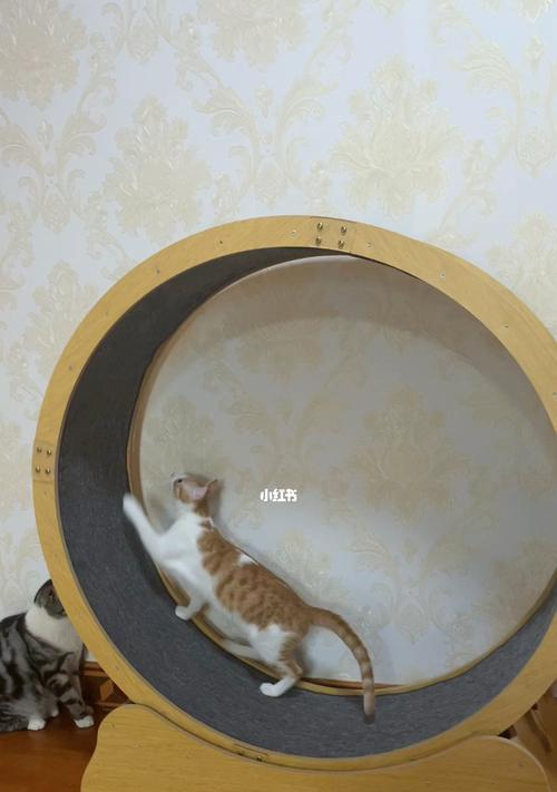 猫咪不喜欢跑步机运动？先了解其适用性解决问题
