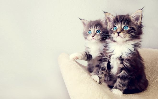 猫咪跑步机有用，但非家家必备且使用方法与人不同，人和猫使用跑步机目的也有别