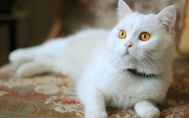 猫咪吸氧机_猫咪运动氧机有必要买吗_猫咪有氧运动机