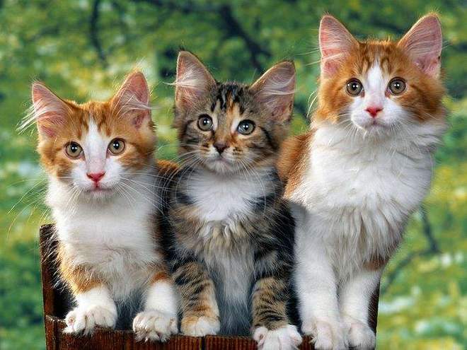 猫咪有氧运动机_猫咪运动氧机有必要买吗_猫咪吸氧机